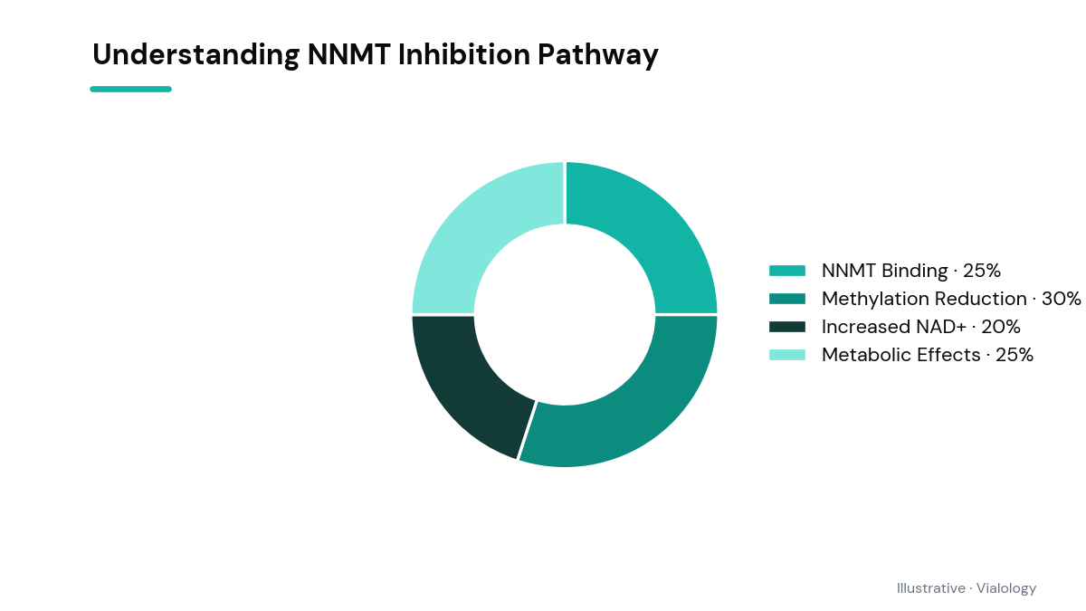 Diagram illustrating the NNMT inhibition pathway and its cellular implications by 5-Amino-1MQ.