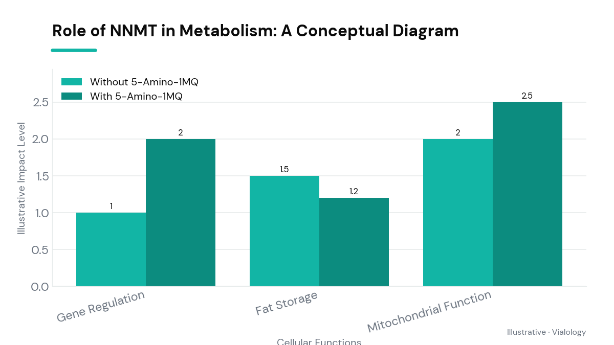 Conceptual diagram of NNMT's metabolic role and 5-Amino-1MQ interaction.