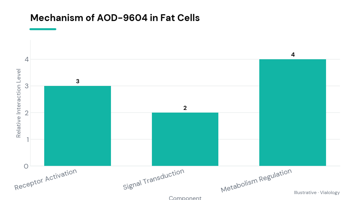 Diagram showing the interaction of AOD-9604 with fat cell receptors.