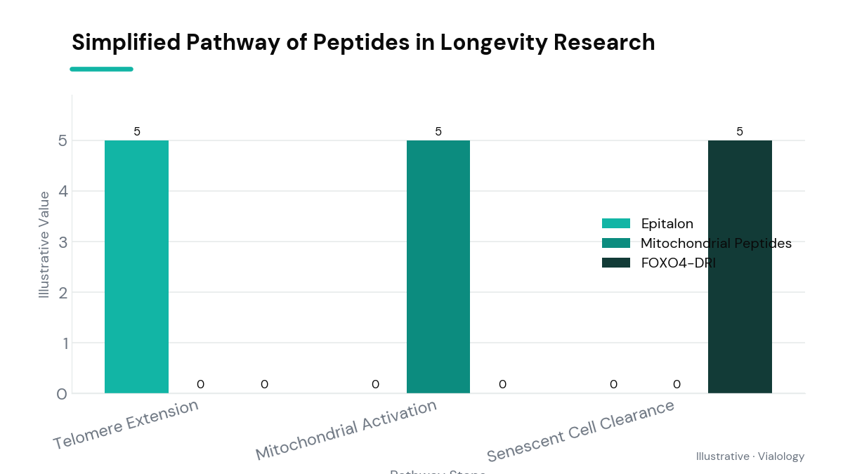 Diagram of peptide pathways in longevity research