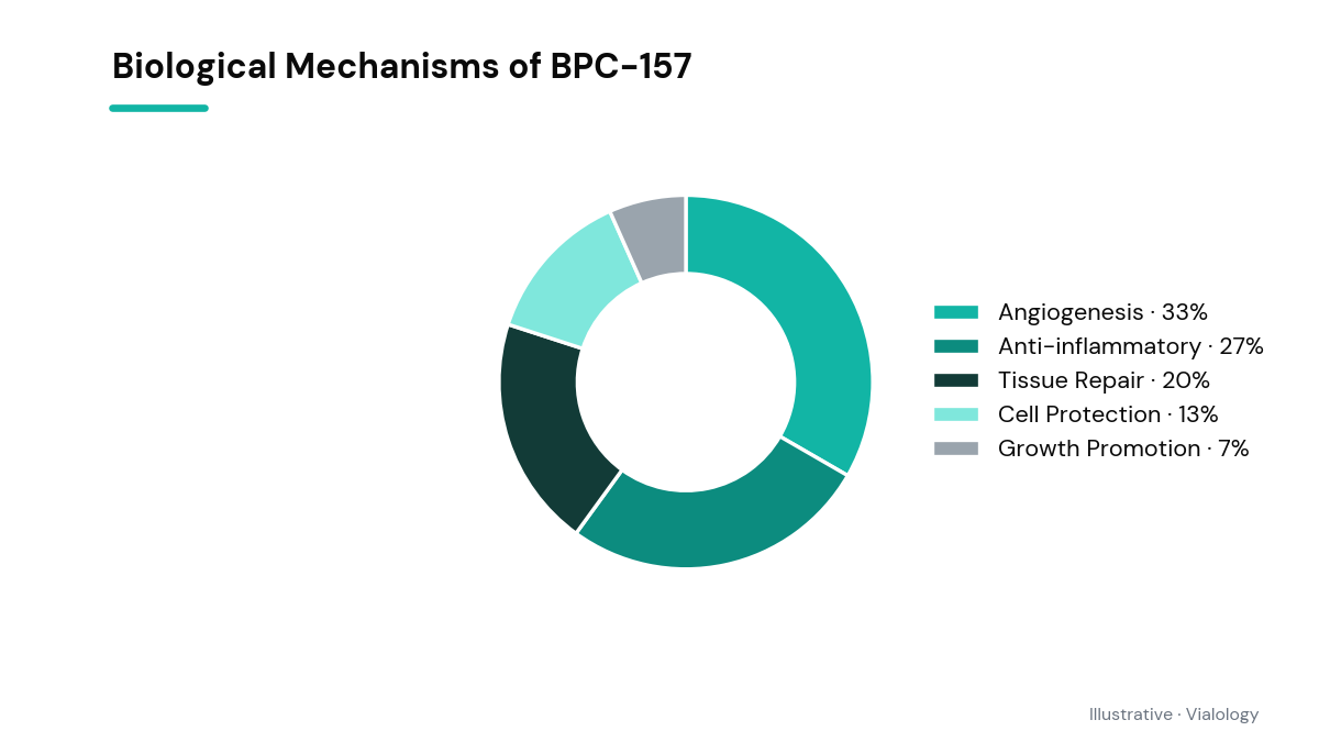 Conceptual diagram showing potential biological actions of BPC-157.