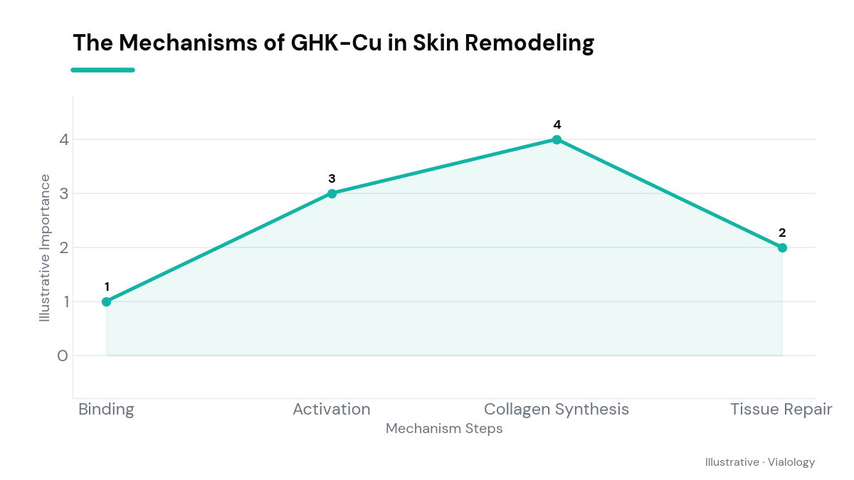 Conceptual diagram showing GHK-Cu's role in stimulating collagen production and cellular repair in skin.