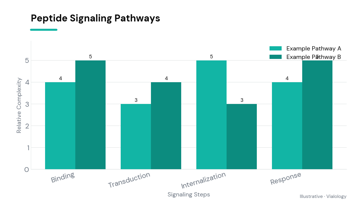 Illustration depicting peptide signaling pathways in cellular processes.