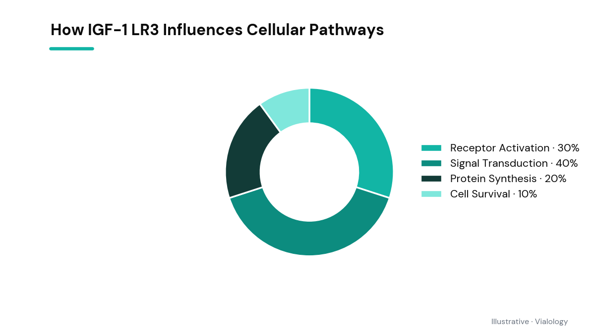 A conceptual diagram showing IGF-1 LR3's influence on cellular processes.