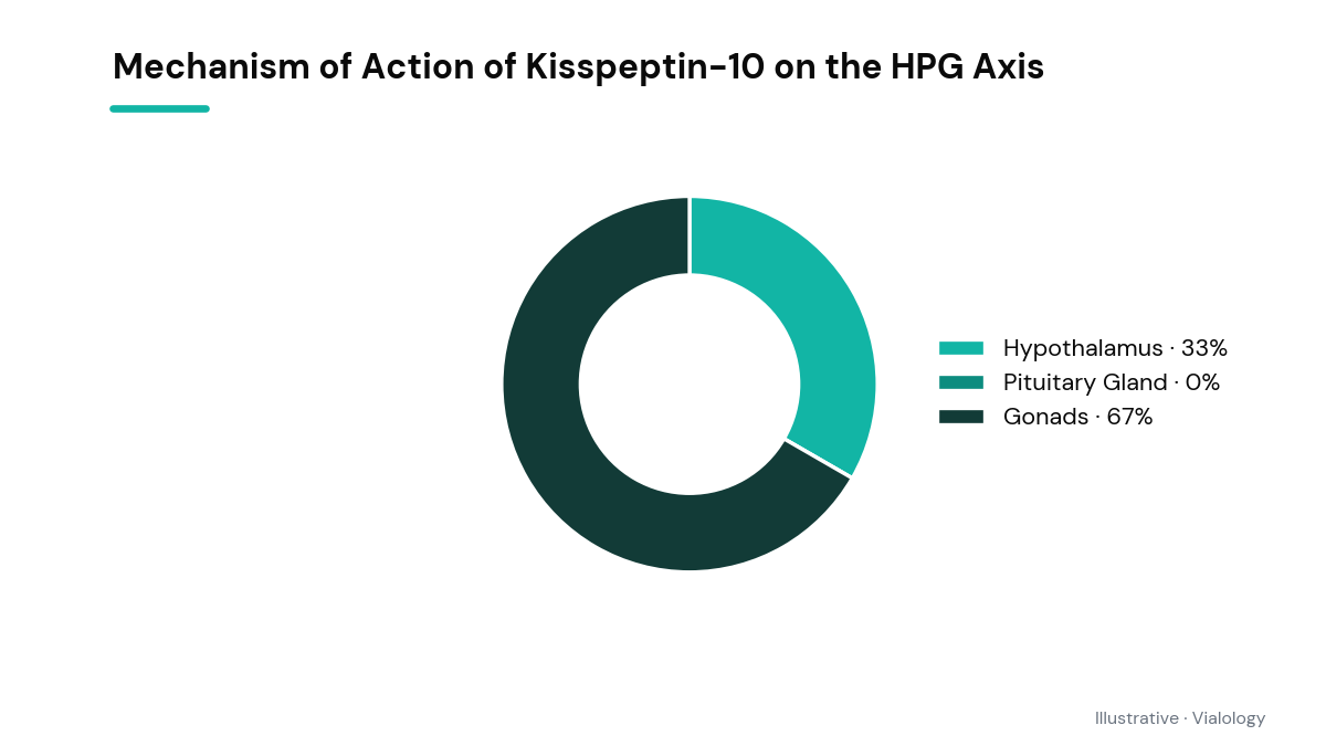 Conceptual chart of Kisspeptin-10 effect on HPG axis
