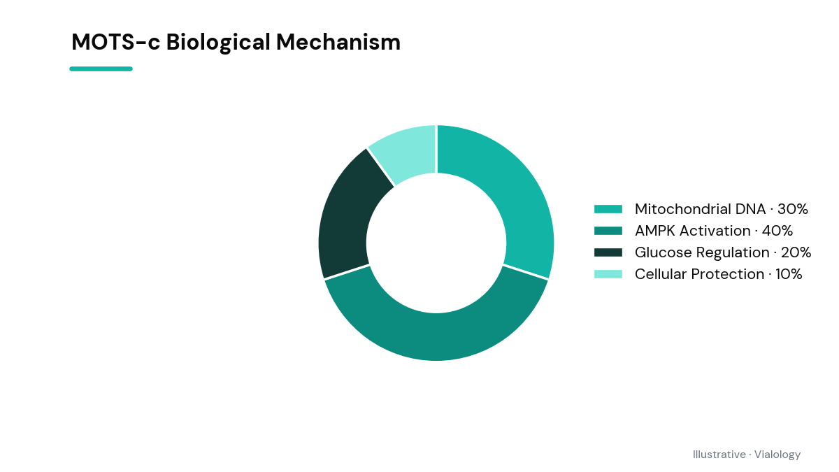 Conceptual diagram illustrating MOTS-c mechanisms in cellular pathways.