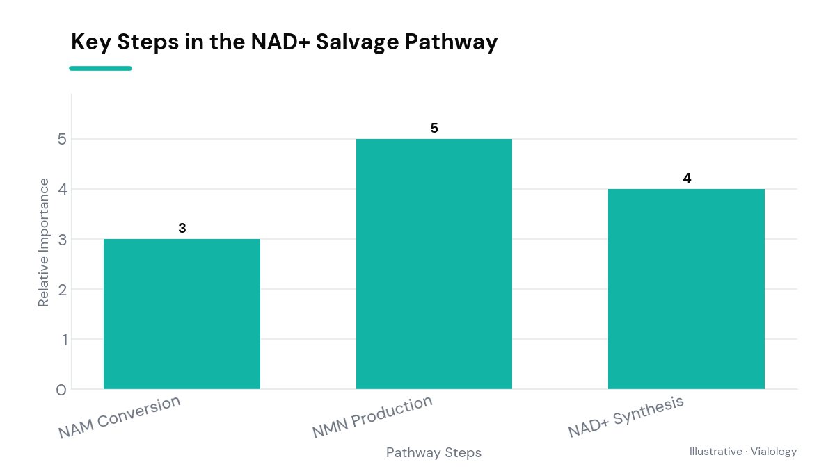 Flowchart depicting NAD+ salvage pathway steps