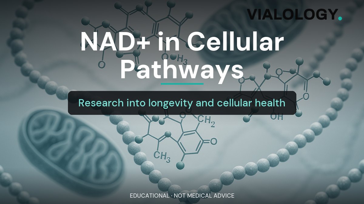 NAD+ and the Cellular Salvage Pathway: What Longevity Research Actually Shows