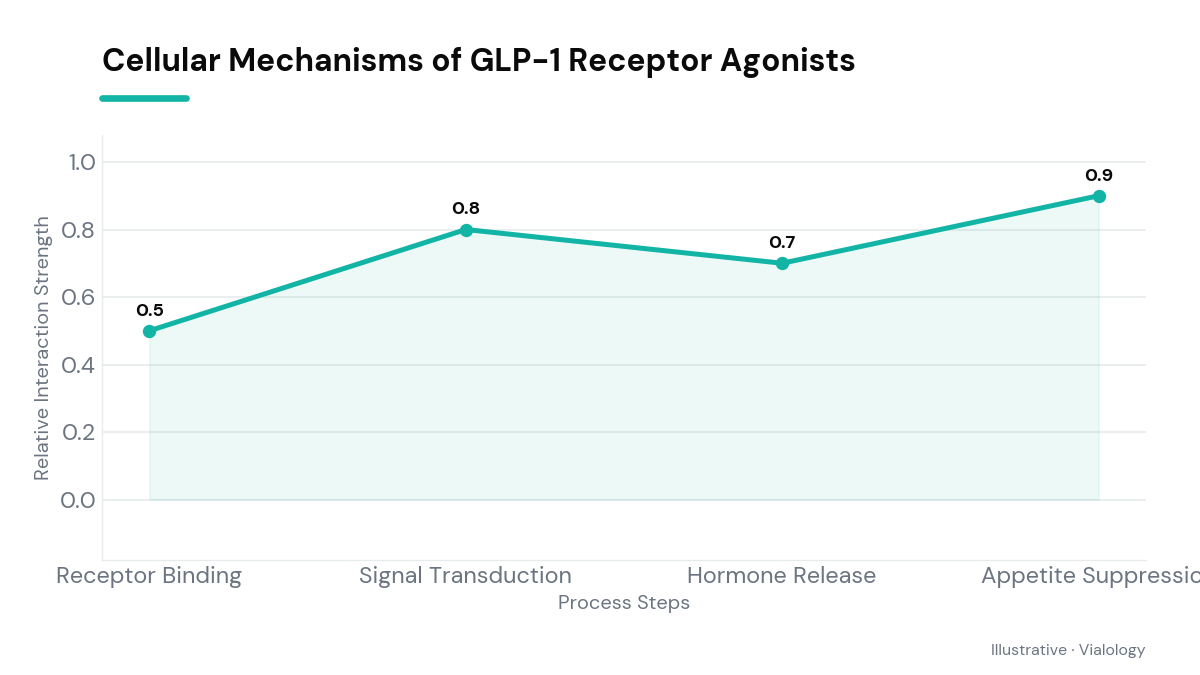 Diagram showing cellular pathways activated by GLP-1 receptor agonists.