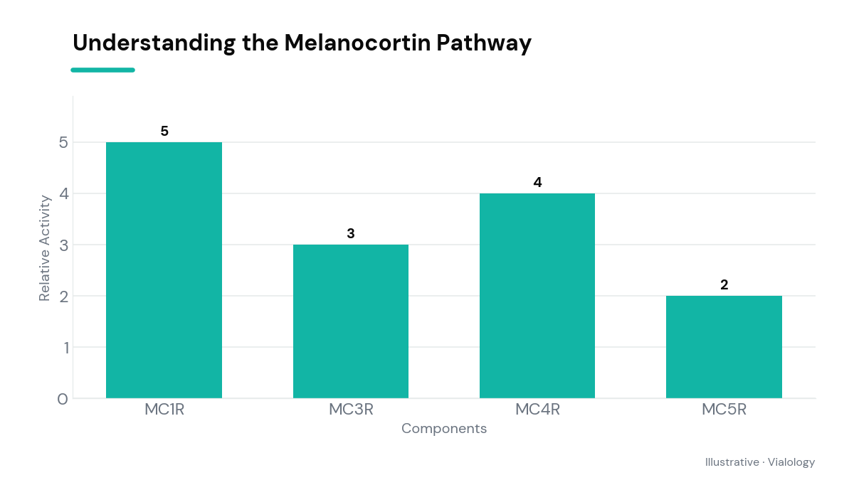 Diagram showing the melanocortin pathway and its receptors.