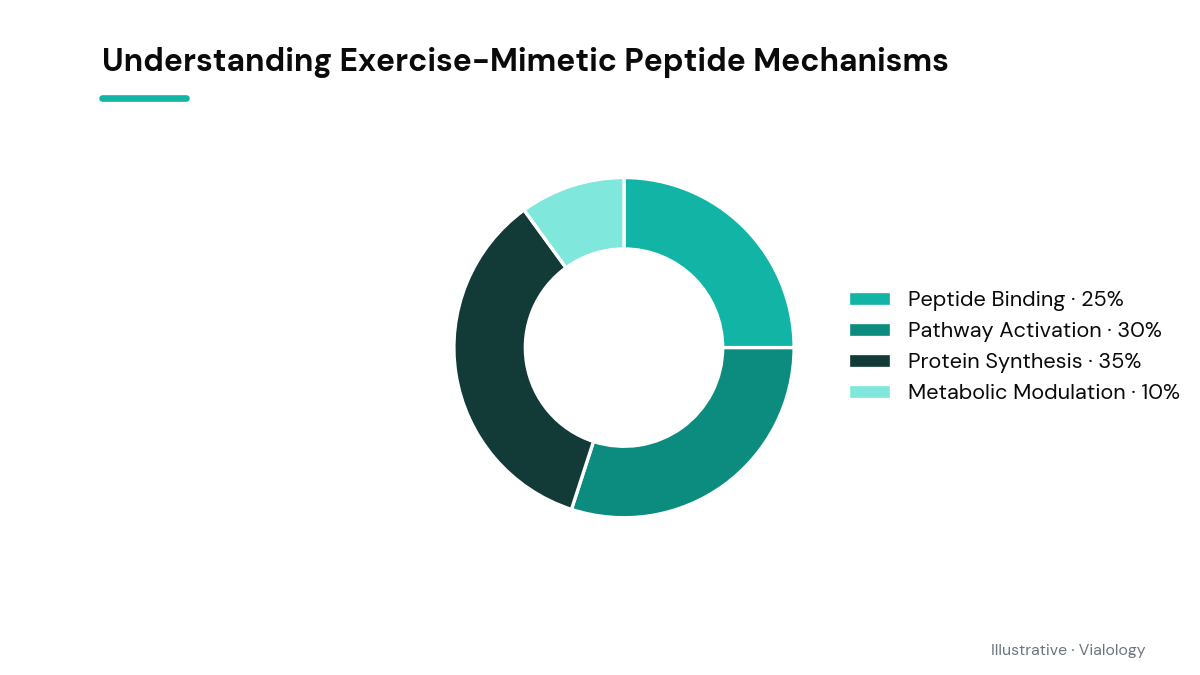 Schematic diagram showing pathways activated by exercise-mimetic peptides.