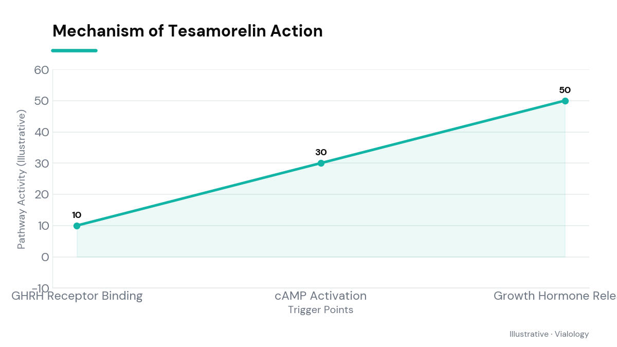 Illustrative diagram of Tesamorelin's signaling pathway leading to growth hormone stimulation.