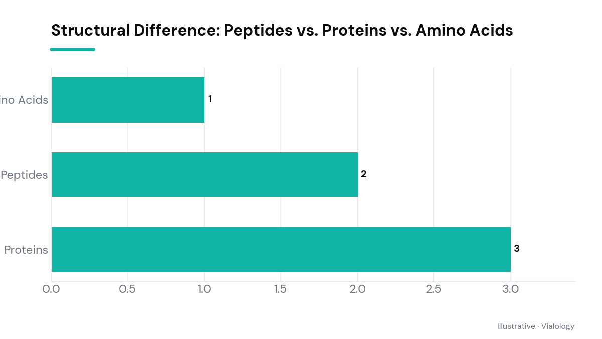 A conceptual diagram showing structural differences between peptides, proteins, and amino acids.