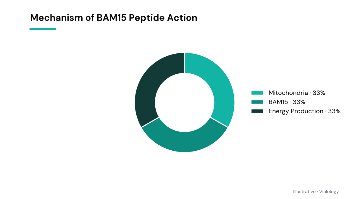Conceptual diagram showing the action of BAM15 as a mitochondrial uncoupler in cells.