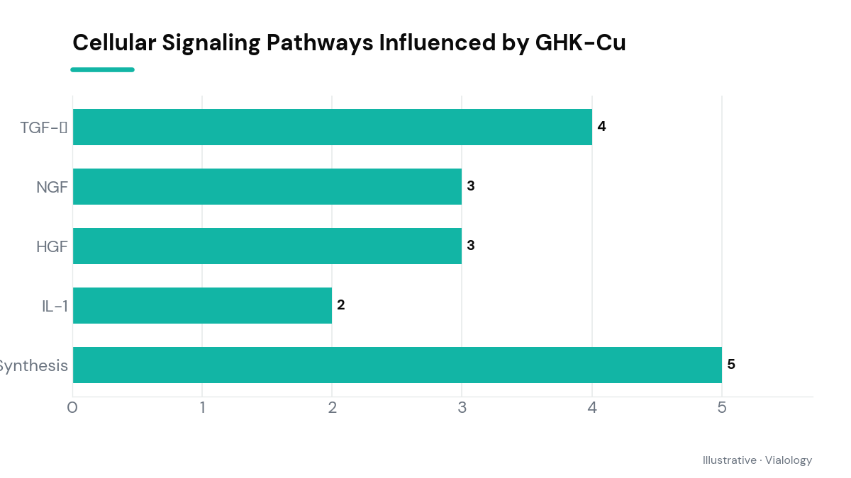 Illustration of GHK-Cu cellular signaling pathways for educational purposes.
