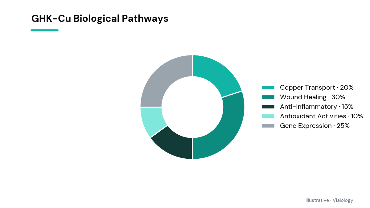 Diagram depicting GHK-Cu pathways and interactions within the human body.