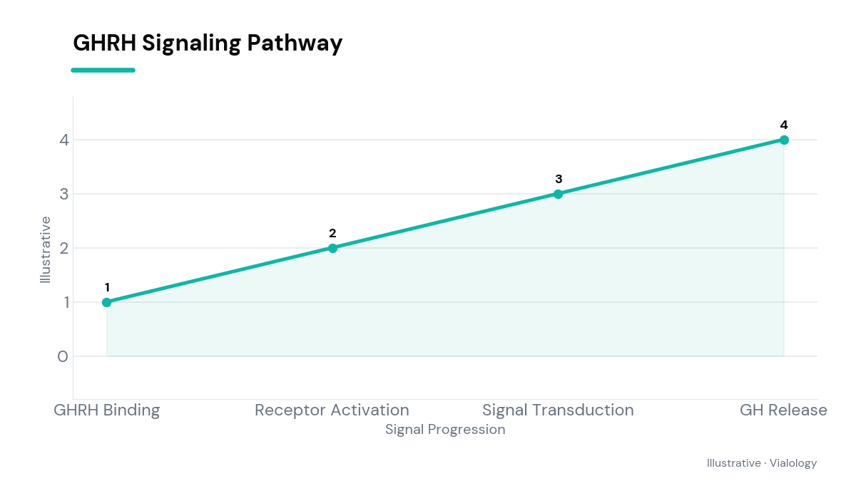 Diagram of the GHRH signaling pathway showing activation of the anterior pituitary gland.
