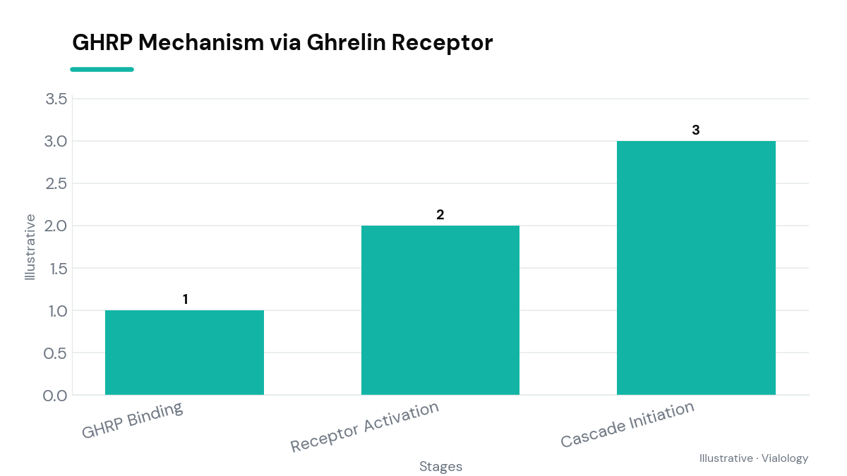 Conceptual diagram of GHRP activating the ghrelin receptor.