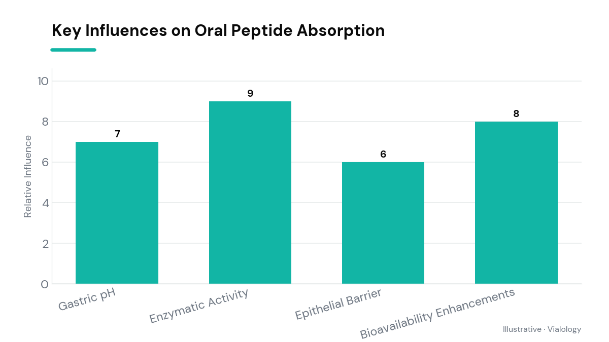 Chart displaying influences on peptide absorption in the body.