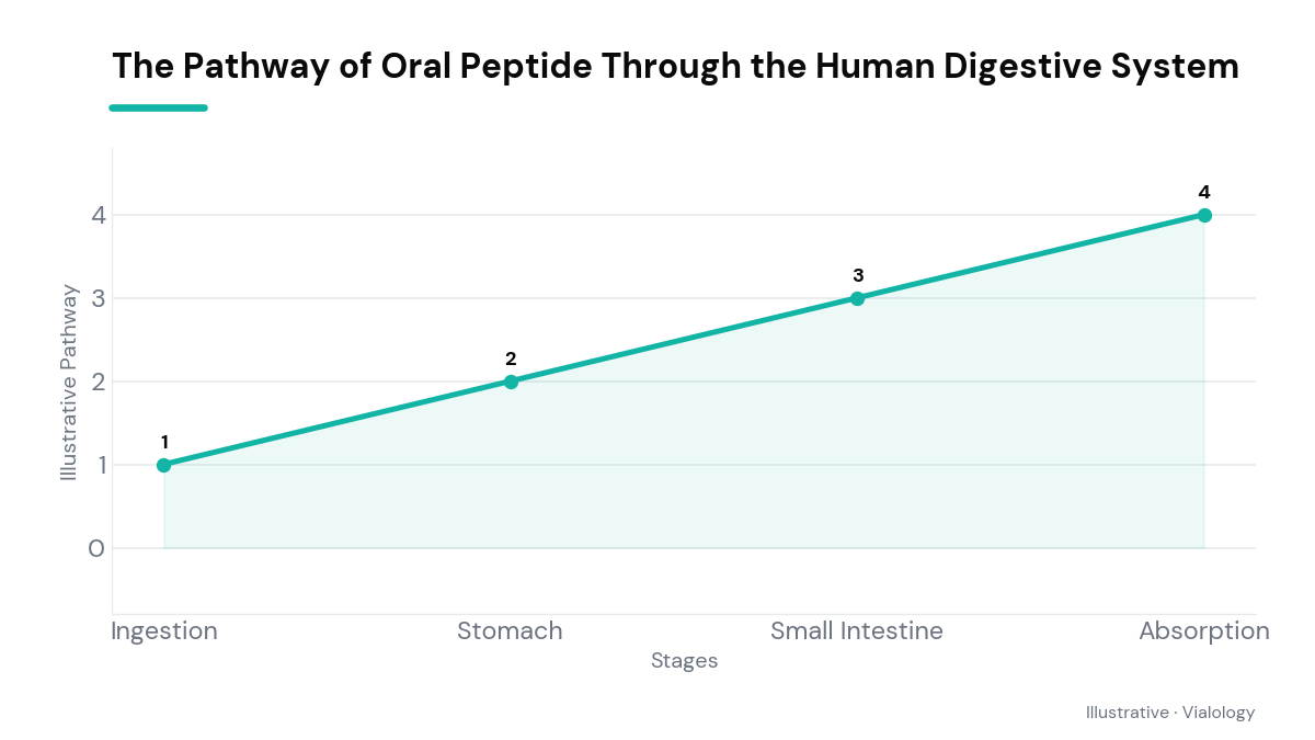 Conceptual diagram mapping the journey of oral peptides through the body.