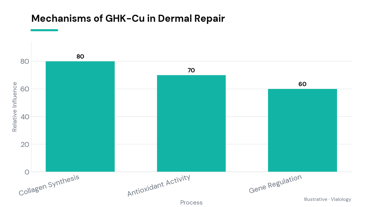 Diagram showing how GHK-Cu influences skin repair processes like collagen production.