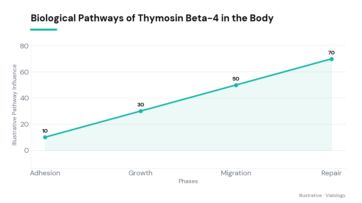 An educational diagram showing TB-500 pathways and interactions in cellular processes and tissue repair.