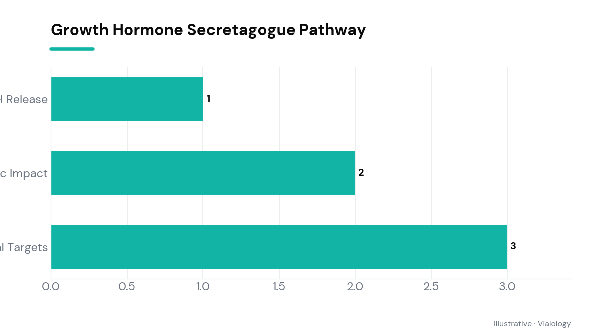 A conceptual diagram depicting the Growth Hormone Secretagogue Pathway focusing on peptide interactions.
