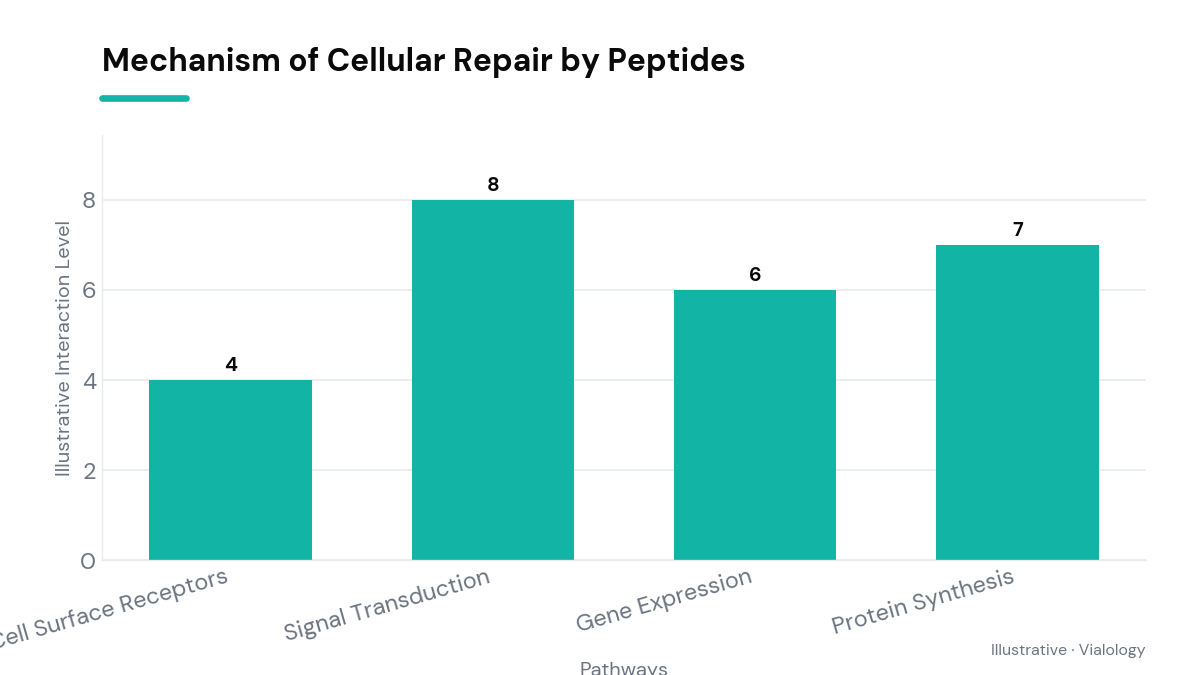 Diagram showing the conceptual interaction of peptides with cellular repair pathways.