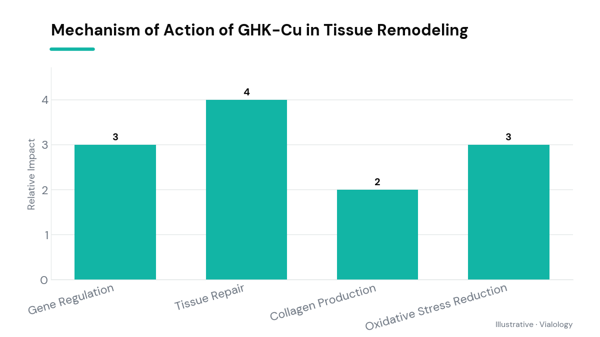 Schematic of GHK-Cu mechanism on gene expression and tissue remodeling.