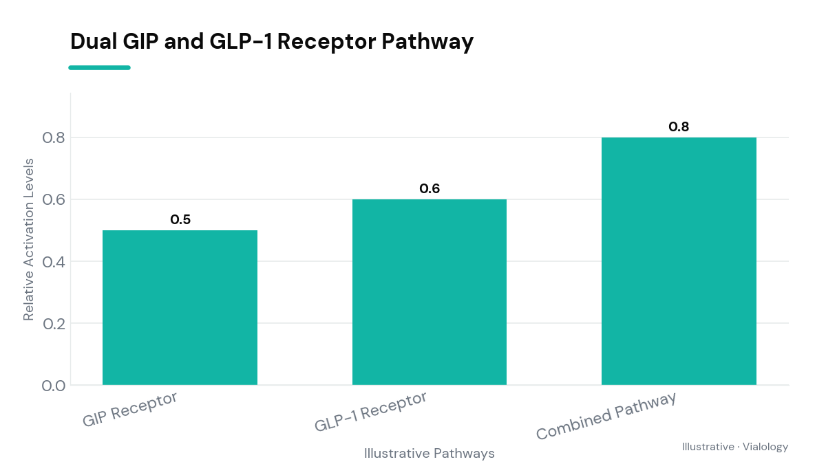Schematic of tirzepatide targeting GIP and GLP-1 receptors.