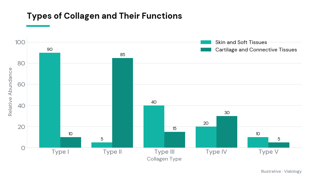 Diagram showing different collagen types and their functions.